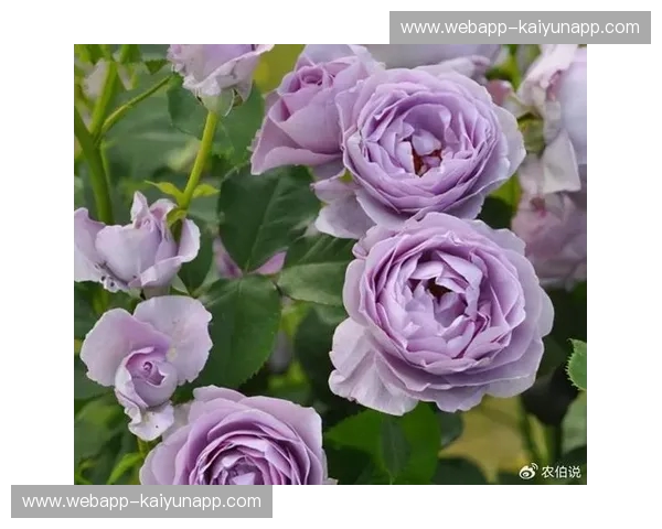 北加州王座之争:当萨克拉门托的紫色极光撞上金州的蓝色风暴